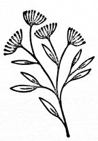 Der Artoz Papier AG Stempel Blumen Breeze zeigt eine schwarz-weiße Strichzeichnung eines einfachen Blumenzweigs mit fünf Blüten und langen Blättern, ideal für Bastelarbeiten oder die Gestaltung einzigartiger Einladungskarten.